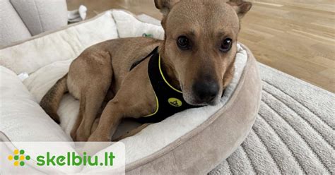 Šuniukas, maitinamas iš buteliuko