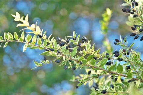 Mirtos uogos ir žiedai