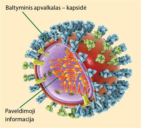 Infografika apie gripo viruso tipus A, B ir C