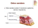 poveikio schema: matinė oda ir odos balansas