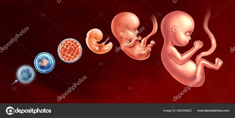 Vizualizacija, kaip embrionas perkeliamas į gimdą