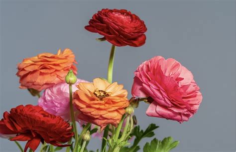 Vėdrynų įvairovė