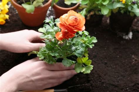 Vėdrynų sodinimas į vazoną