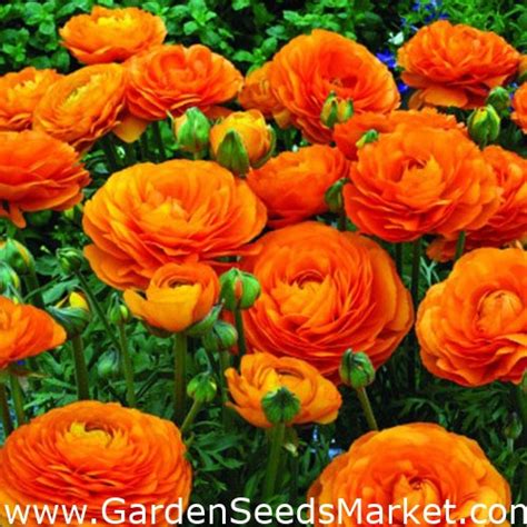 Vėdrynų svogūnėliai