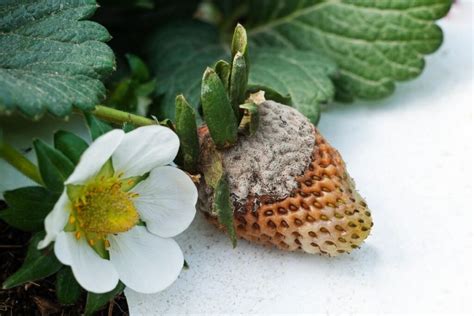 Kekerinis puvinys ant braškių uogų