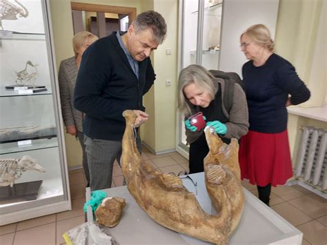 Mamuto skeletas Tado Ivanausko zoologijos muziejuje