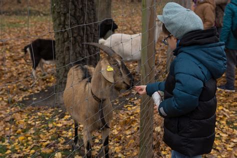 Vaikas glosto ožkytę Zooparke