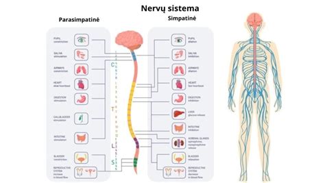 schemą, kaip veikia nervų sistema
