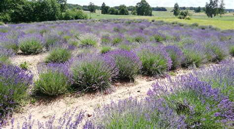 Levandų laukas ir bitės ant gėlių