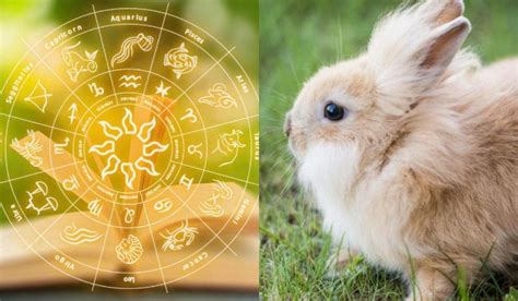 Kinų zodiako ženklas triušis