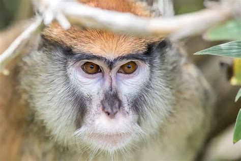 Kinų zodiako ženklas beždžionė