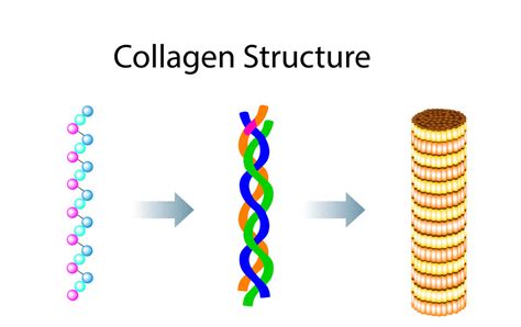 Kolageno molekulės struktūra