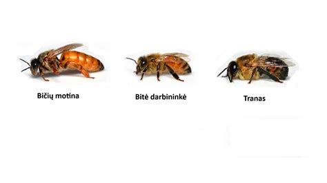 Bičių šeima
