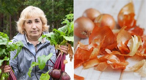 Svogūnų lukštų nuoviras ir kiaušiniai