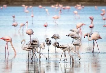 Larnakos druskos ežeras su flamingais