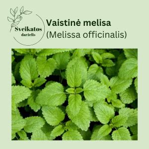 vaistinės ramunėlės, melisos ir pankoliai