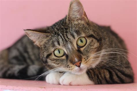 Gyvūnai globos namuose