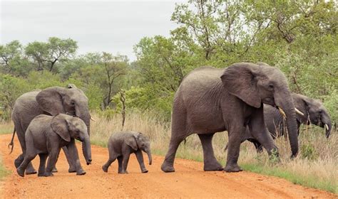 Drambliai Tailando prieglaudoje