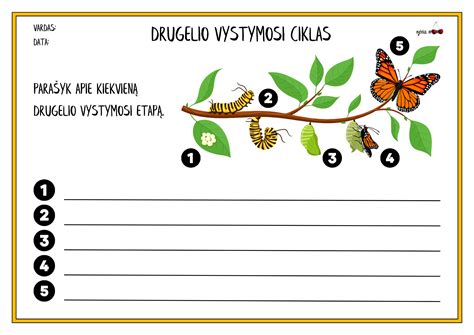 Vaisiaus vystymosi schema