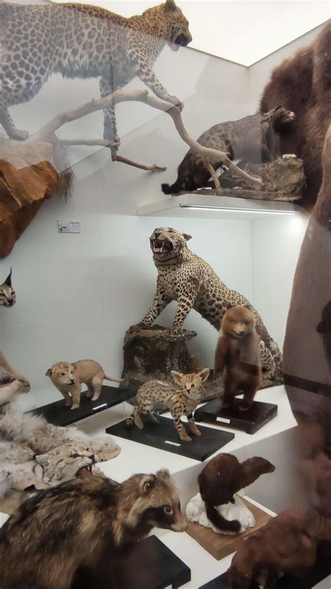 Vilniaus universiteto Zoologijos muziejus