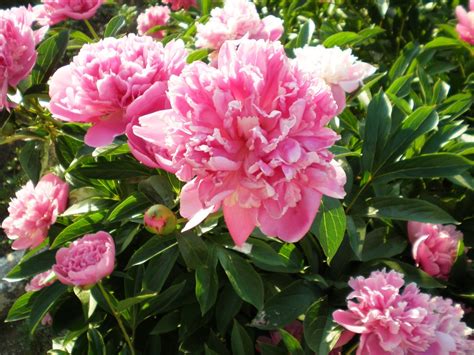 Hormonų poveikis virškinimo sistemai nėštumo metu