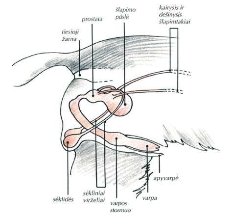 Anatomija moters ir vyro šlapimo takų