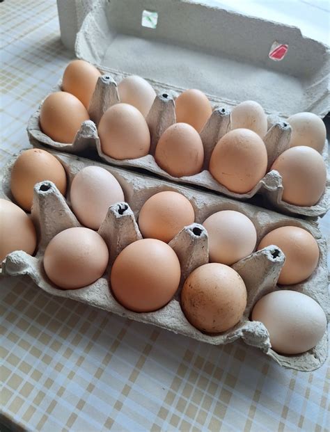 Šviežių vištos kiaušinių rinkinys