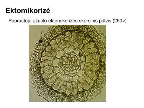 Schematinis kiaušinio pjūvis