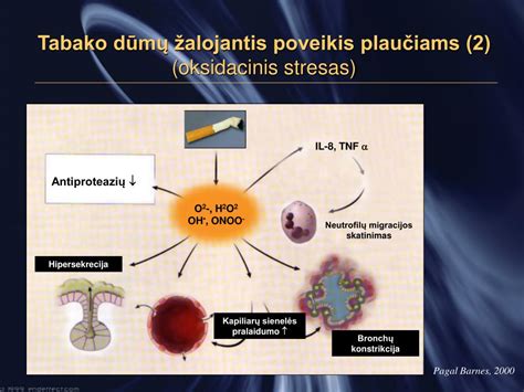 Infografika, iliustruojanti rūkymo poveikį skirtingoms organizmo sistemoms (plaučiams, širdžiai, smegenims ir kt.).