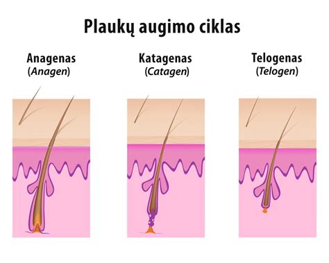 schematinis žmogaus kūno plaukų augimo ciklas
