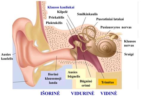 diagrama iliustruojanti klausos organo sandarą