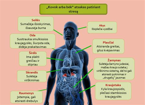 schematinis žmogaus kūno paveikslėlis su paaiškintomis tonzilėmis