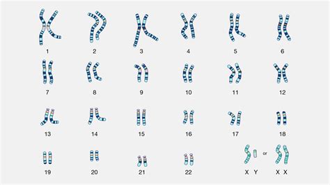 Chromosomų kariotipo tyrimas