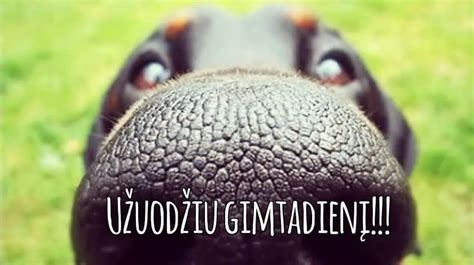 Juokingas gimtadienio GIF su gyvūnais