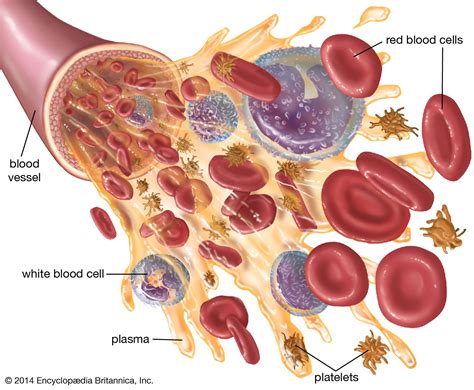 schema of blood components