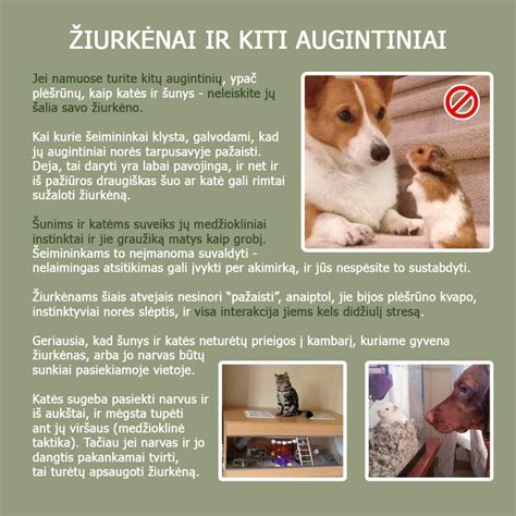 Nėštumo testo juostelės su skirtingais rezultatais: neigiamas, teigiamas, 