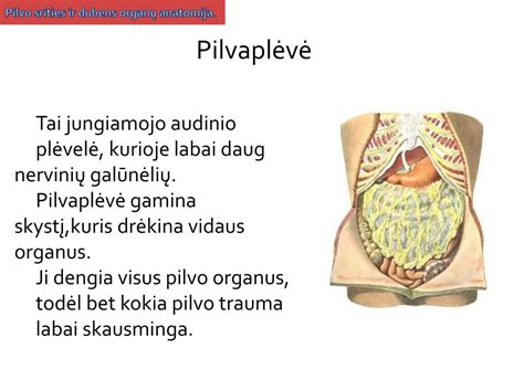 Anatomija ir nėštumo metu pilvo ertmėje vykstantys pokyčiai