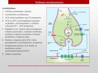 Amoksicilino veikimo mechanizmas (schema)