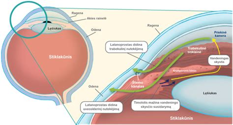 Ambroksolio veikimo mechanizmas