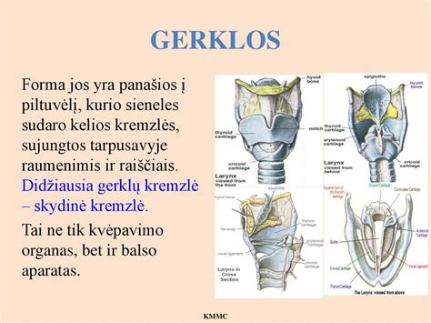 Vaiko kvėpavimo takų anatomija