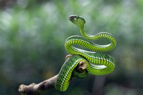 simbolis rodantis pavojų