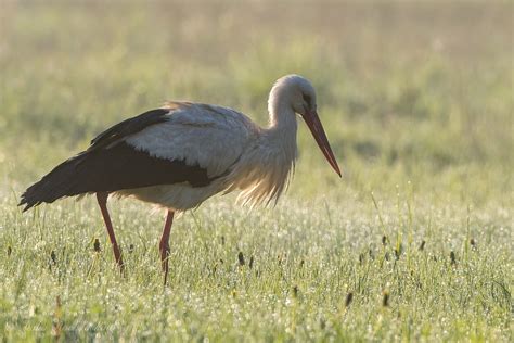Lietuvos nacionalinis paukštis - gandras