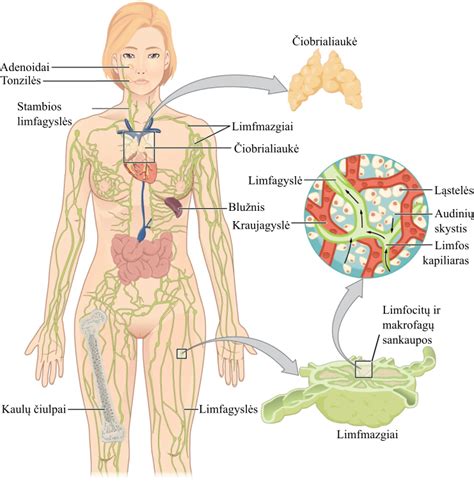 Žmogaus imuninės sistemos ląstelės