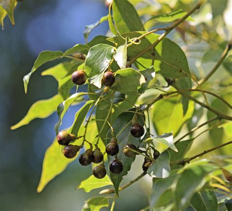 Schematinis pavaizdavimas: Kamparo medžio (Cinnamomum camphora) ir jo išgavimo procesas