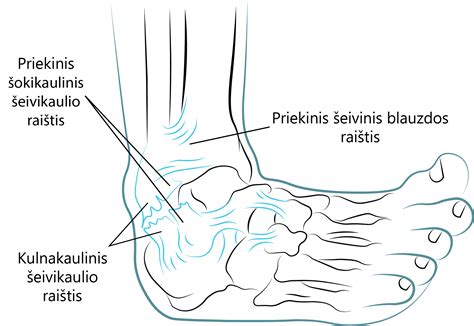 Anatomija - gimdos raiščiai