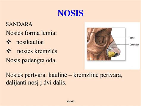 schematinis nosies anatomijos pavaizdavimas
