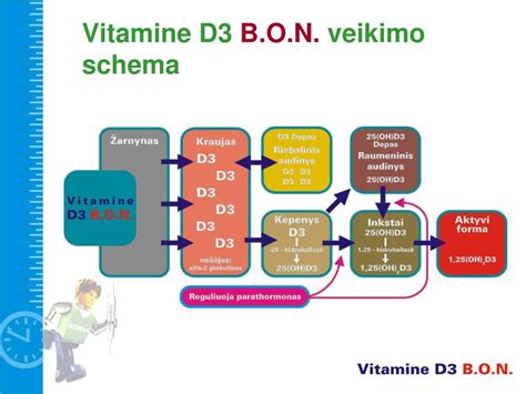 schema: vitamino D sintezė odoje