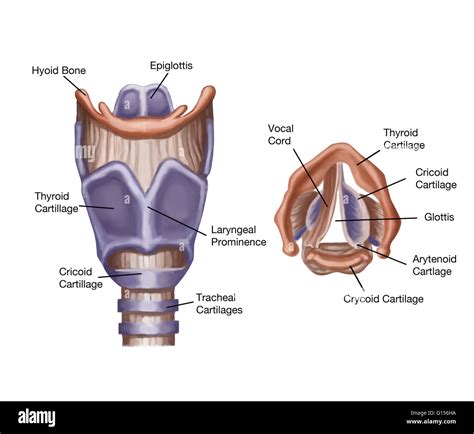 schema of larynx and vocal cords
