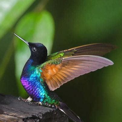 mažiausias pasaulyje kolibris