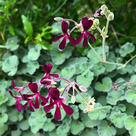 Pelargonium sidoides augalas